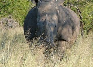 Rhino: pro trade vs anti trade
