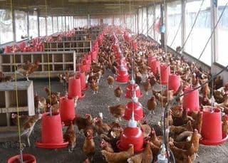 avian flu poultry namibia