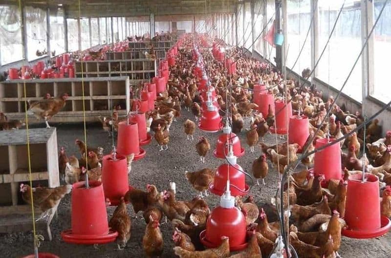 avian flu poultry namibia