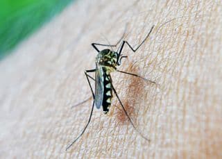 malaria rebound risk NICD