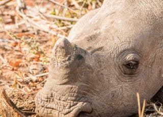 hawks arrest rhino horn coup