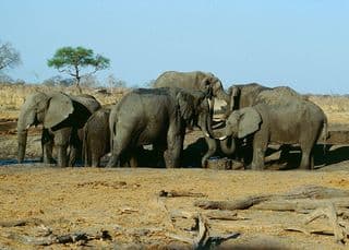 Zimbabwe elephants