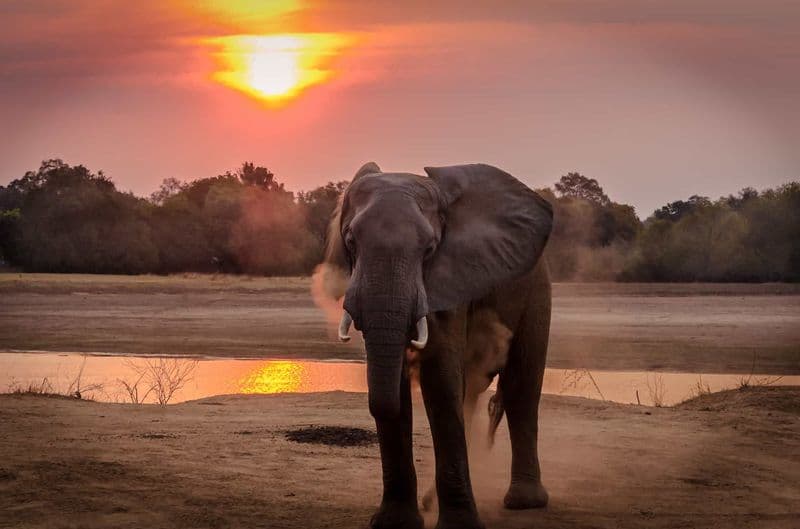 Botswana lifts controversial ban on elephant hunting