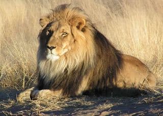 KZN lion