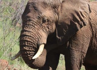 elephant poaching botswana