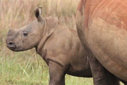 Rhino poachers