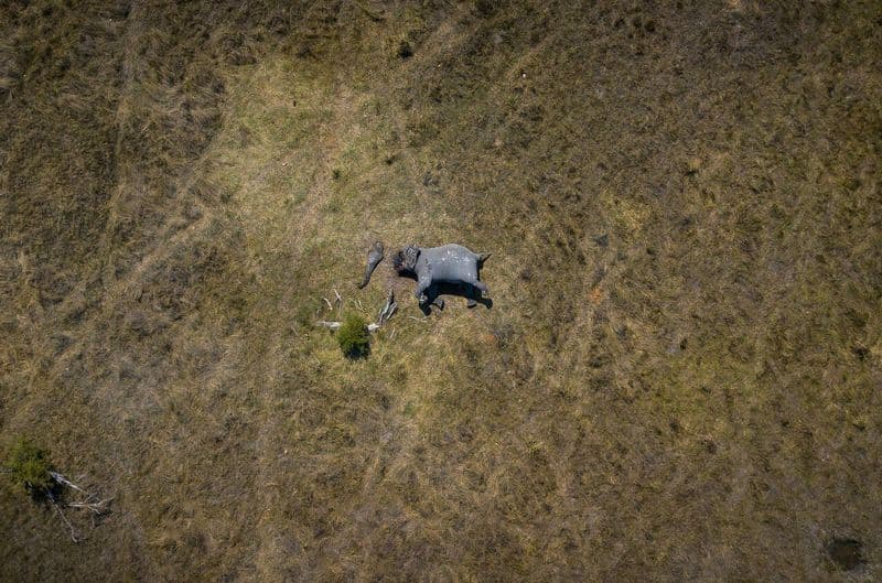 Elephant poaching photo