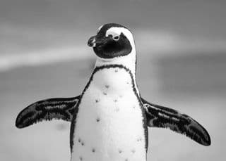 penguins climate change