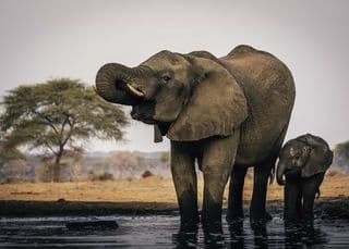 Botswana Elephant Hunting License
