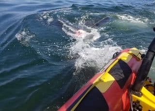 Whales freed from entanglement