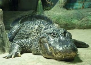 alligator-saturn-moscow-zoo