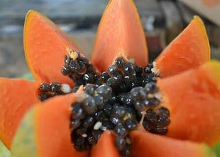 papaya with seeds pawpaw