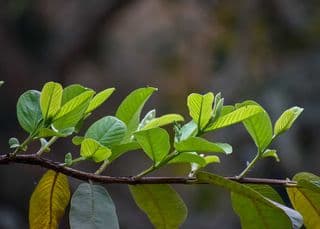 guava leaves