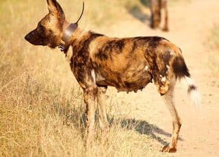 Three-legged African wild dog 