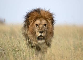 lion Kruger National Park Mpumalanga