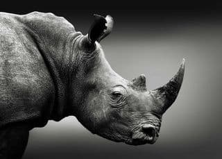 rhino poaching south africa