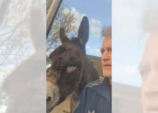 Meet Steve, the donkey who wen