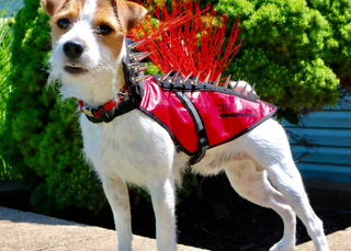 Designers Create 'Pet Body Armour' To Protect Small Dogs