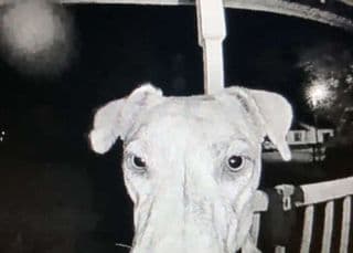 Watch: Missing dog returns hom