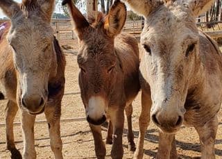 Three abused donkeys rescued, these cuties are now up for adoption