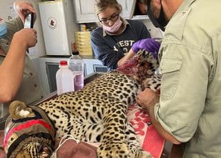Severely injured female leopard caught in snare rescued next to Blyde River