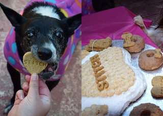 Stitch shelter dog birthday party