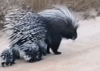 Mother porcupine and her porcu
