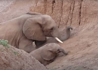 Struggling baby elephant gets 