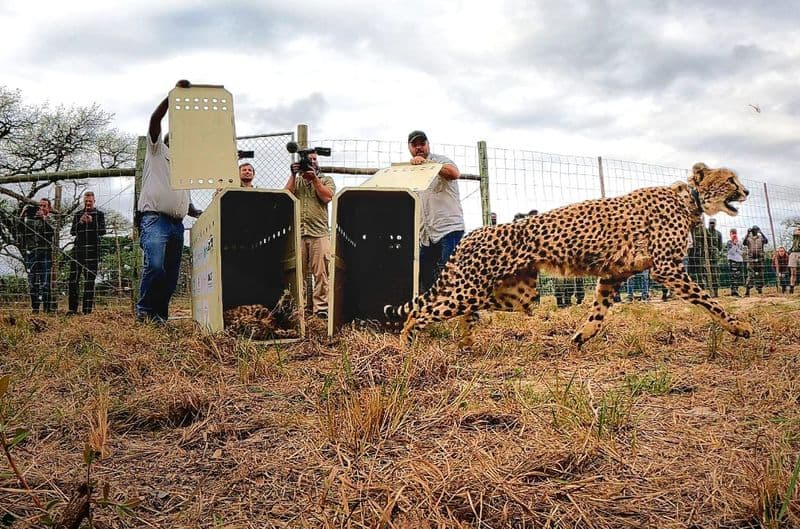 Cheetahs return to Mozambique’