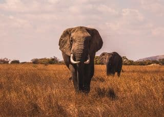 Elephants in Europe: Could the