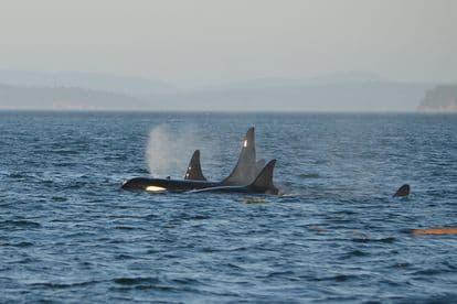 ‘Just cruising by’: Rare orca 