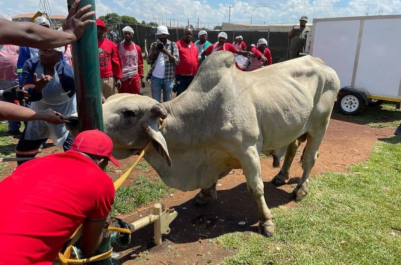EFF Cow bull
