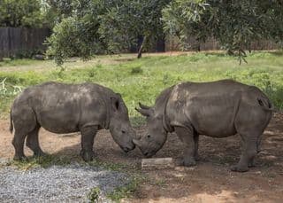 First rhino horn NFT sold at a