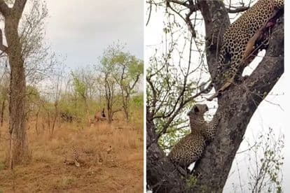 Snap! Leopard cub drops impala