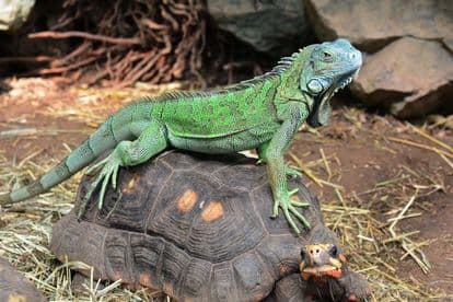 Two arrested for possession of four tortoises, 28 rare lizards