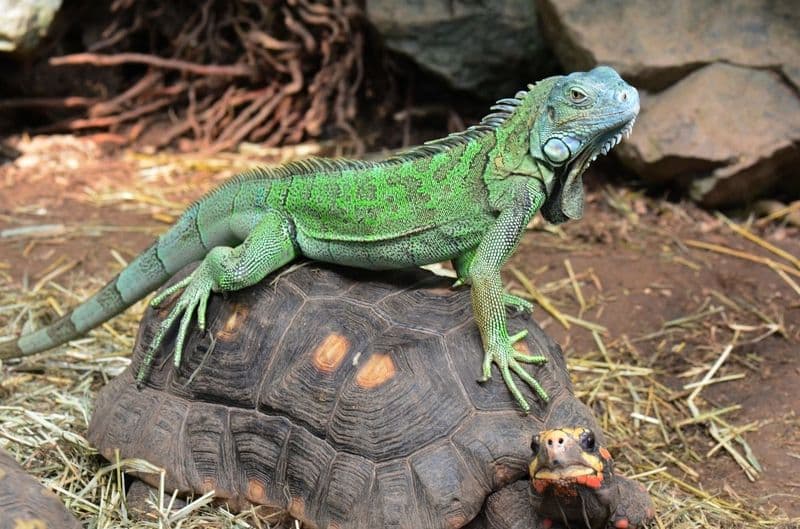 Two arrested for possession of four tortoises, 28 rare lizards