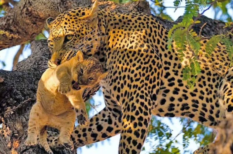 WATCH: Leopard escapes with a 