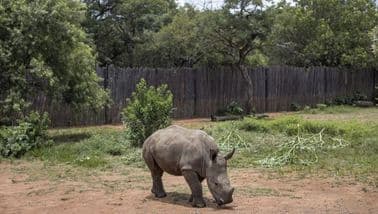 30 South African white rhino r