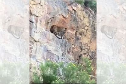 WATCH: Cape leopard seen carry