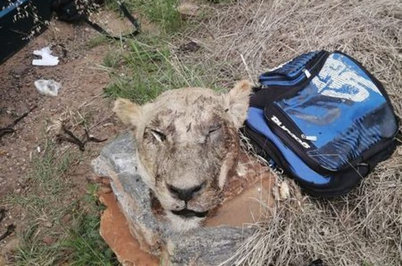 Two caught with a lion's head in their possession released on bail