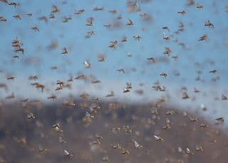 Locust swarms