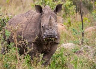 Severely mutilated white rhino cow euthanised