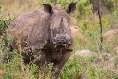 Severely mutilated white rhino cow euthanised