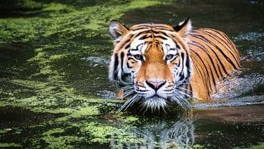 India tiger deaths