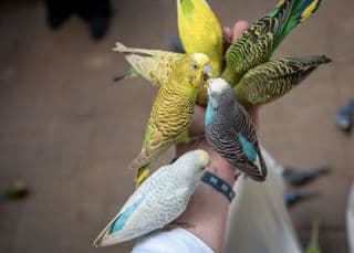 Animal shelter parakeets
