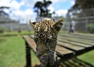 Leopard rescued after straying