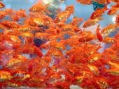 Goldfish can drive fish tank o
