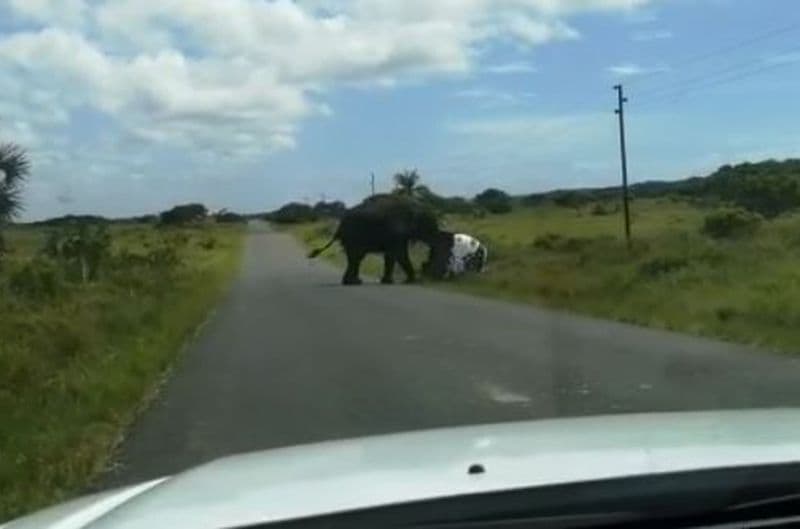 WATCH: Elephant rams into a vehicle and overturns it in iSimangaliso Wetland Park