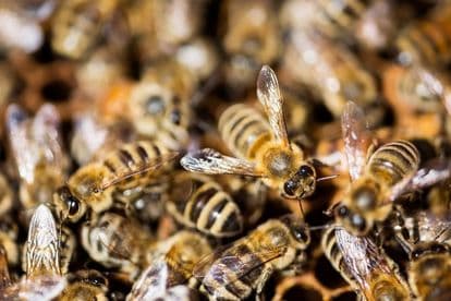 Man critical after more than 100 bee stings in Cosmo City