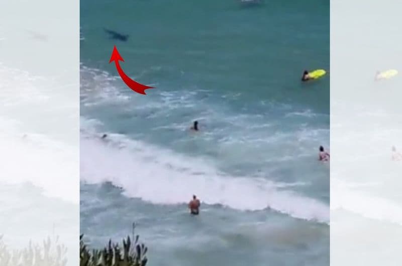 A video of a bronze whaler shark swimming near beachgoers and surfers was shared by Greg Davies on Twitter on 18 January 2022